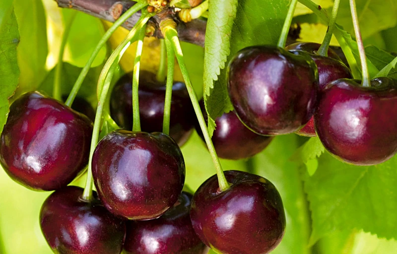 Ипуть на Пулков Сад