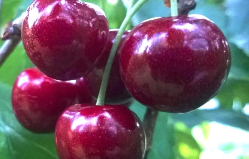 Ревна на Пулков Сад