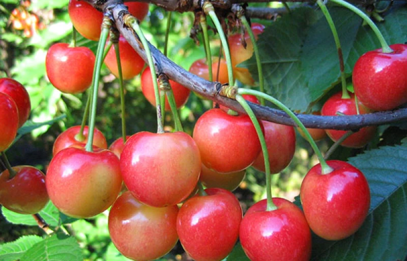 Фатеж на Пулков Сад