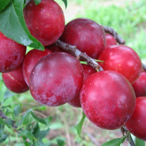 Кубанская комета