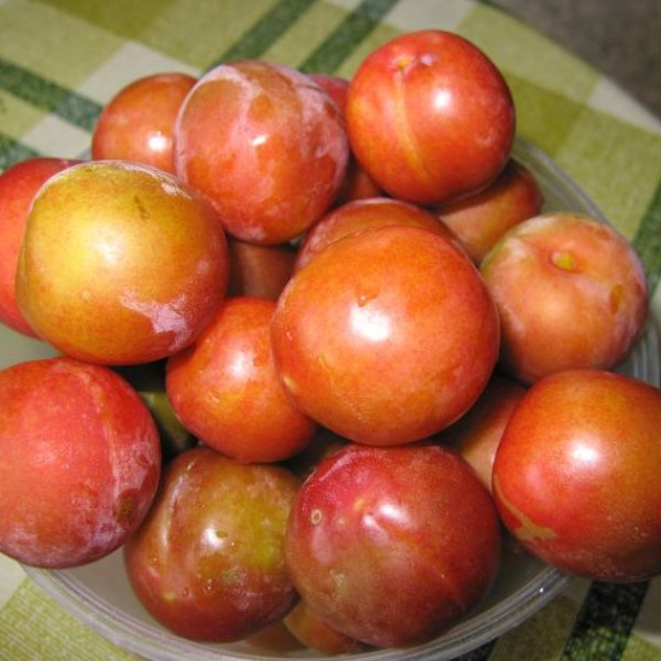 Скороплодная