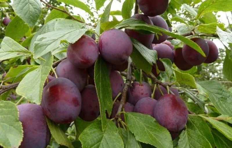 Венгерка Пулковская на Пулков Сад