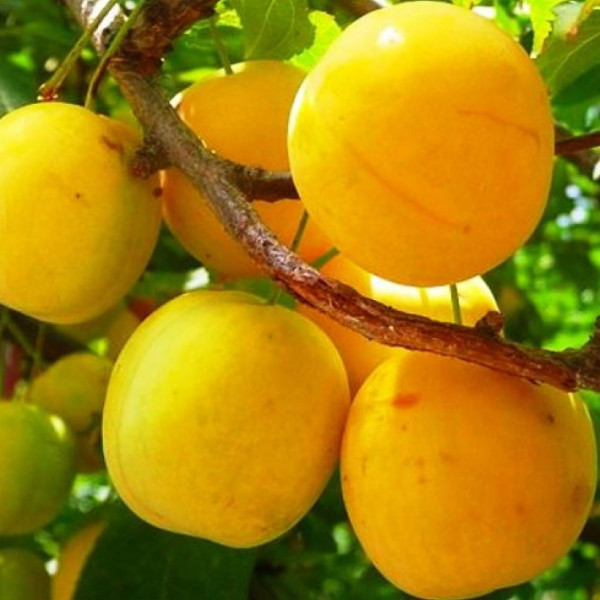 Персиковая Мичурина