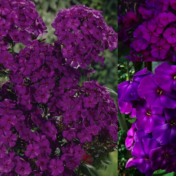 Амарантризе