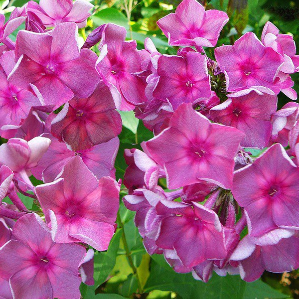 Анна Каренина