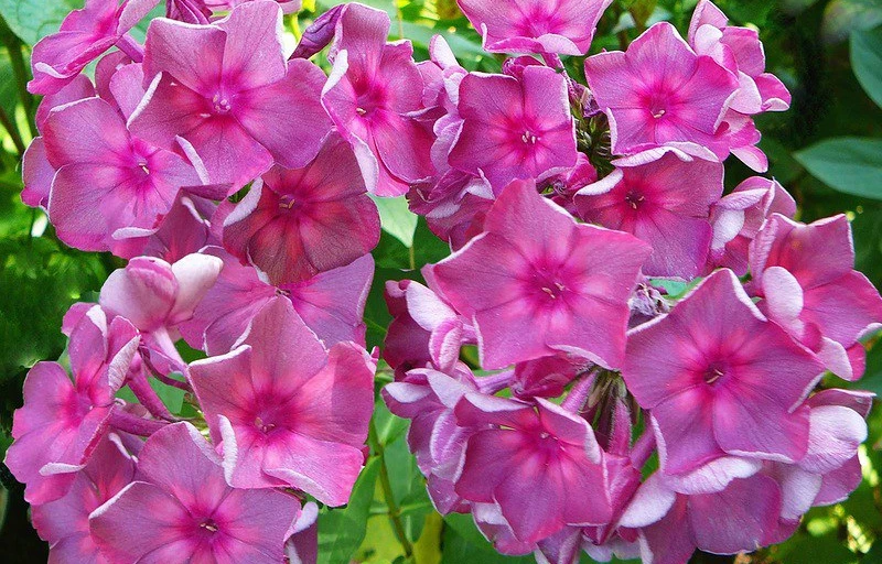 Анна Каренина на Пулков Сад