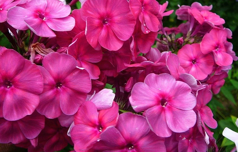 И.С.Бах на Пулков Сад