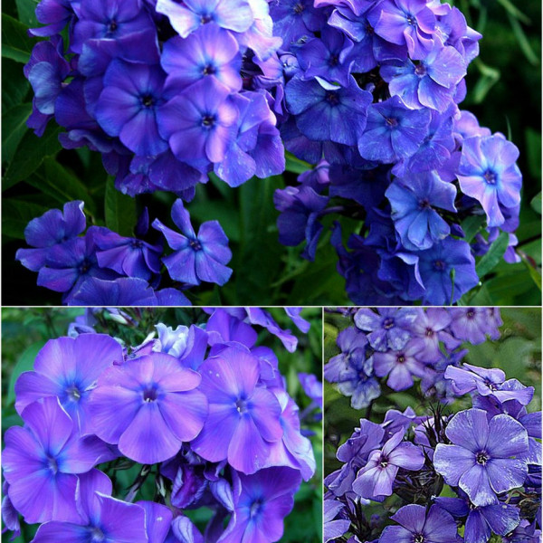 Блу Парадиз