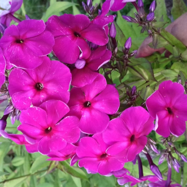 Бордовый великан