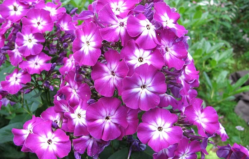 Герефорд на Пулков Сад