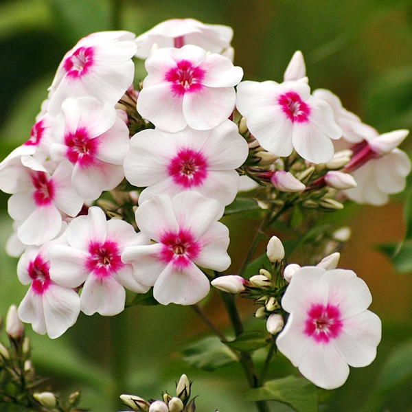 Граф Цепелин