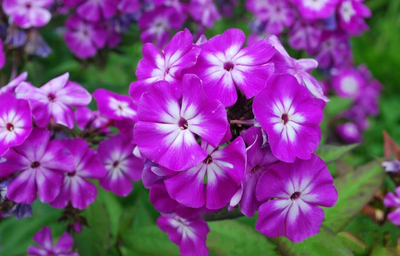 Дмитрий Шостакович на Пулков Сад