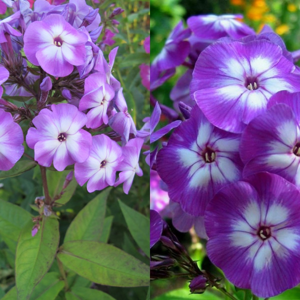 Додекатеон