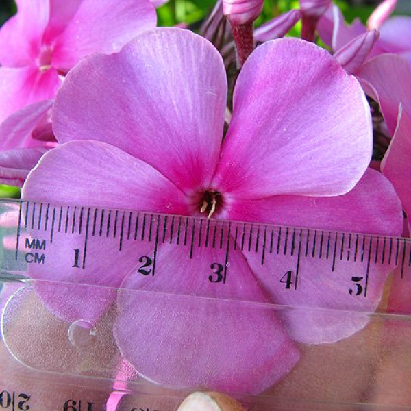 Заветное желание