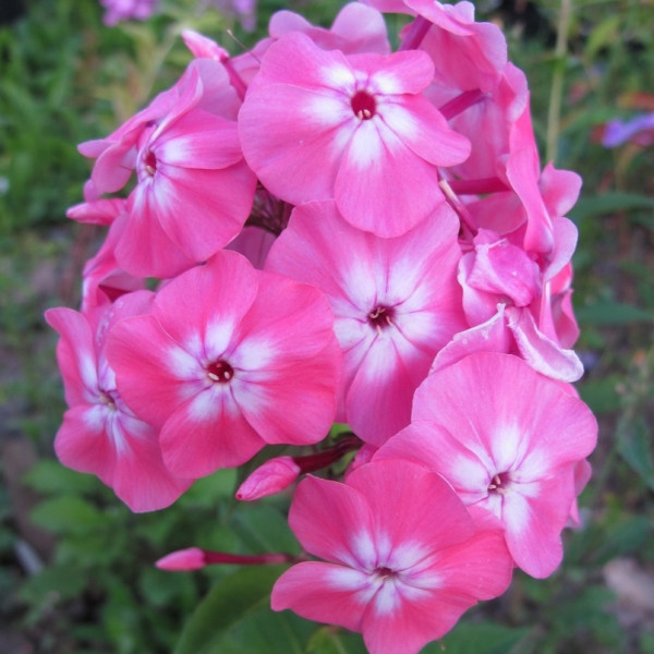 Леонид Вигоров