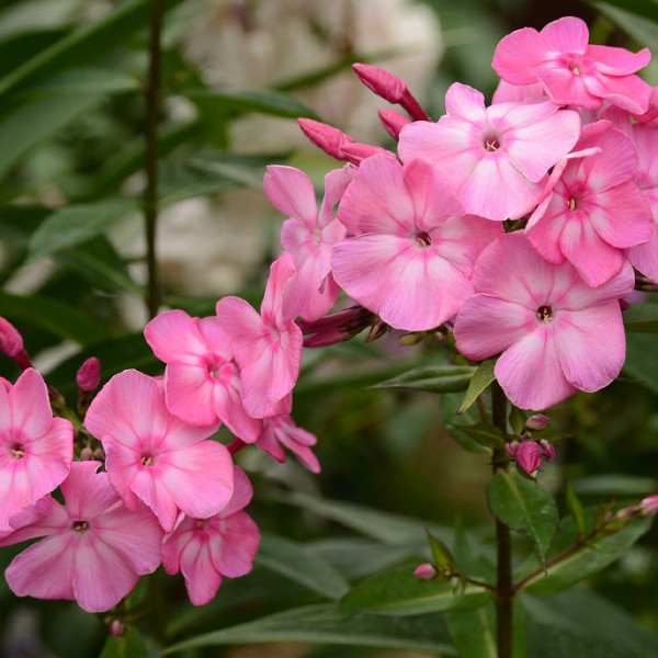 Литтл Принцесс