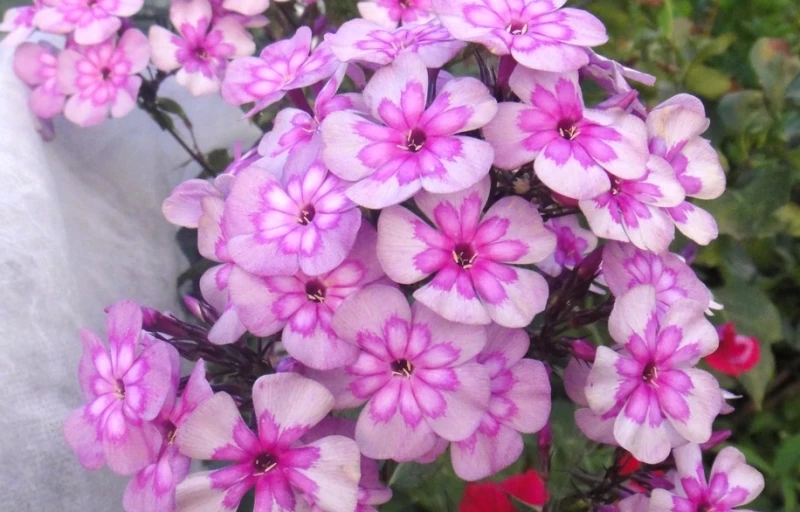 Меджик блу на Пулков Сад