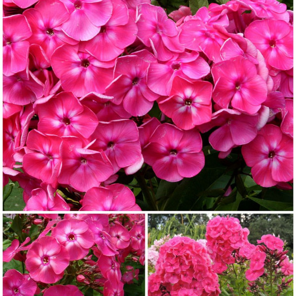 Московские Зори