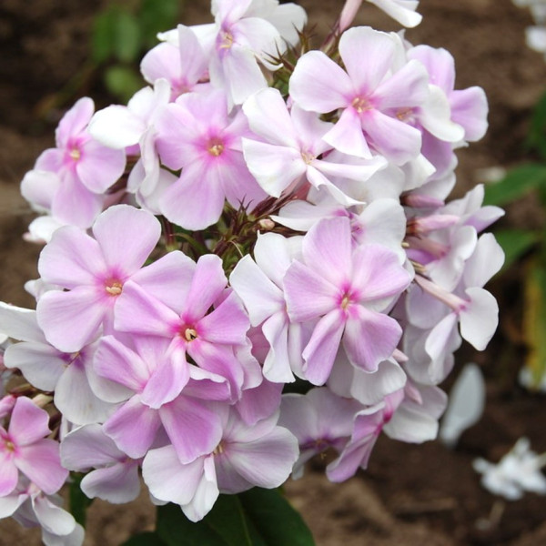 Прекрасное утро