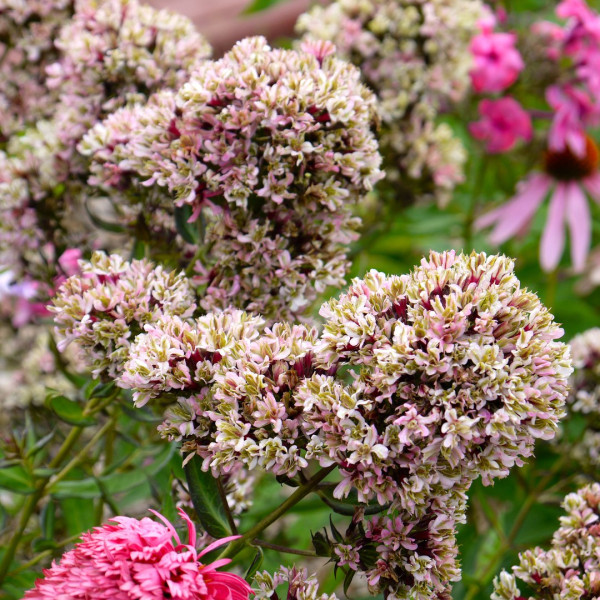 Пьюэ филингс