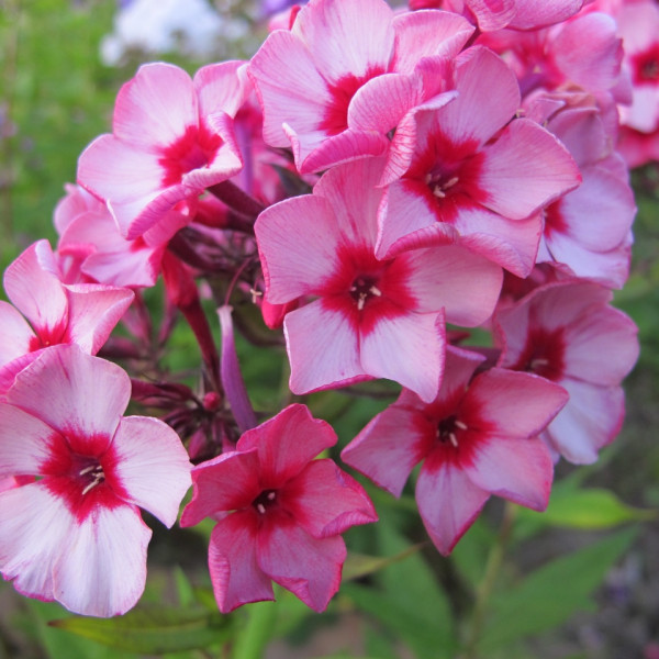 Ред Карибиан