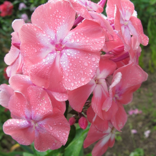 Салмон Глоу