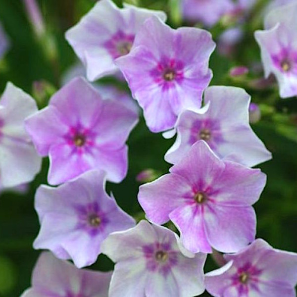 Сиверское озеро