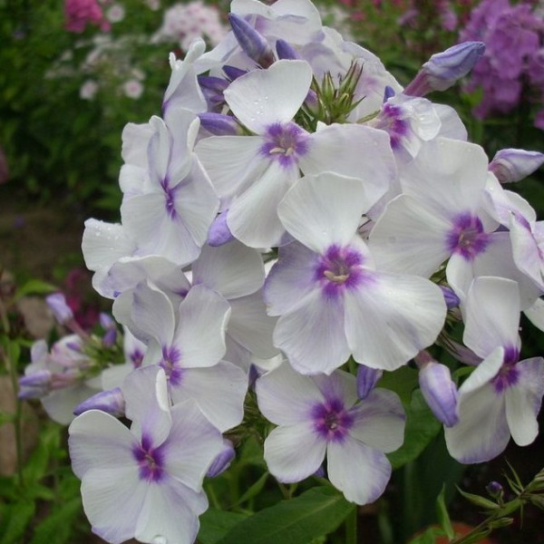 Сигизмунд Леваневский