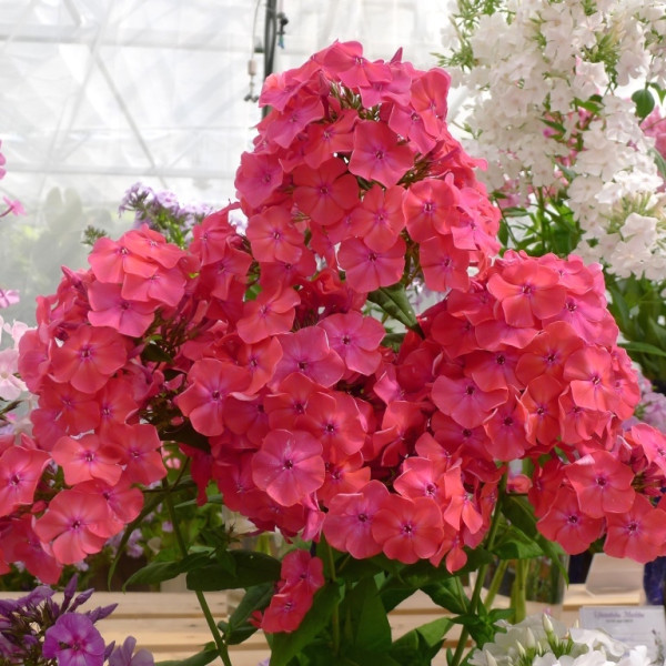 Фаина Раневская