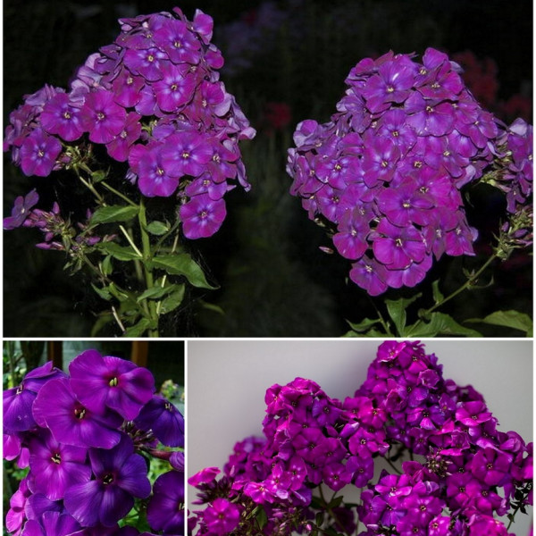 Шапка Мономаха