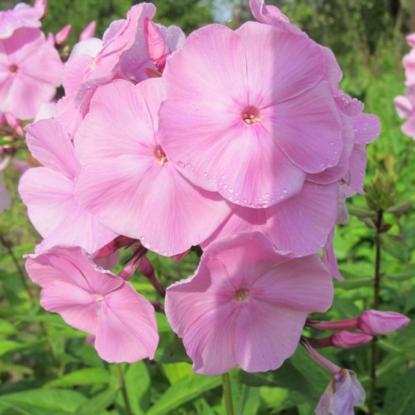 Элизабет Арден