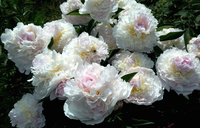 Blush Queen на Пулков Сад