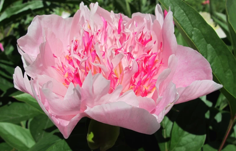 Do Tell на Пулков Сад