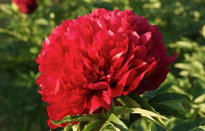 Eliza Lundi на Пулков Сад