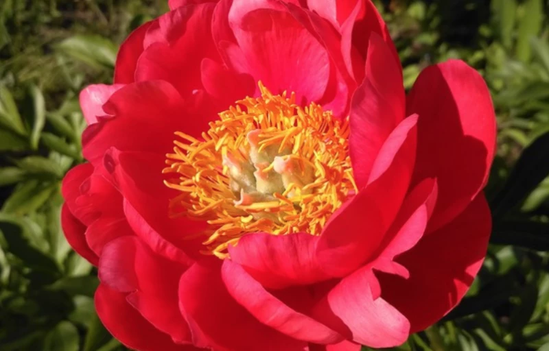 Coral Magic на Пулков Сад