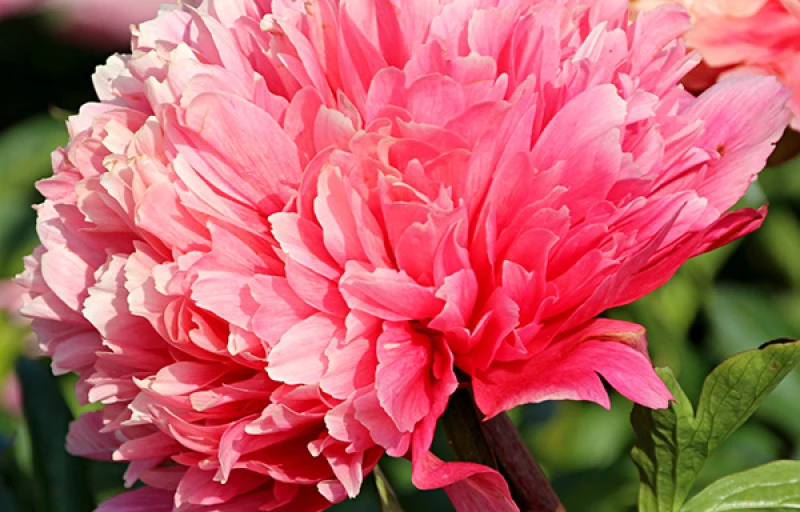 Lorelei на Пулков Сад