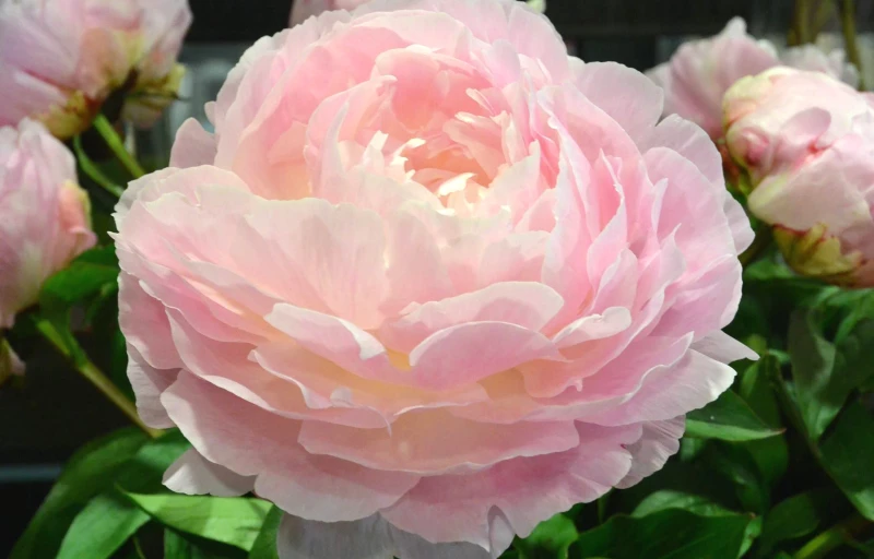 Nancy Nora на Пулков Сад