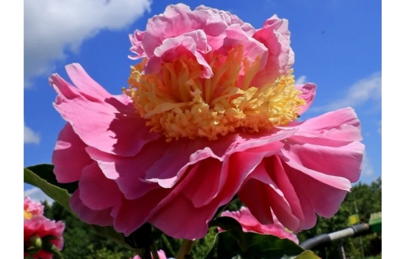 Lois E. Klehm на Пулков Сад