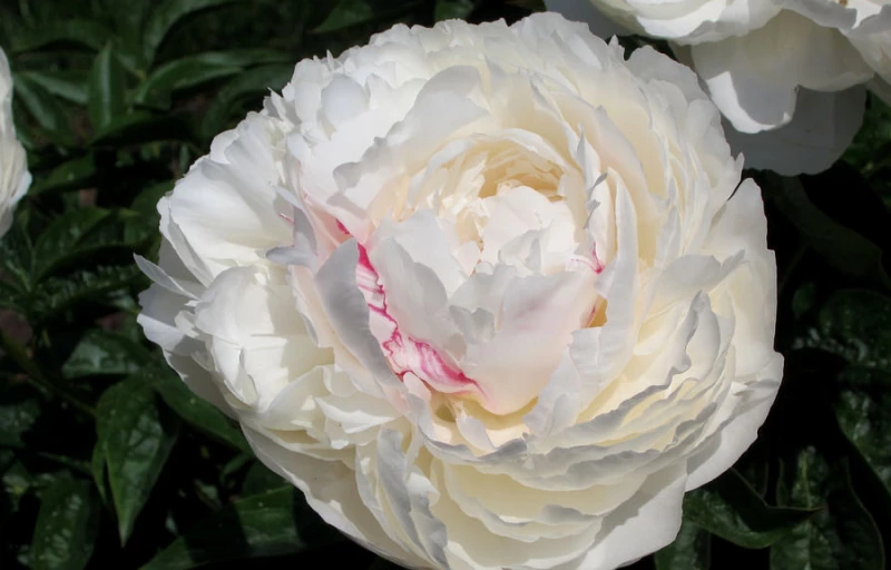 Carl G. Klehm на Пулков Сад