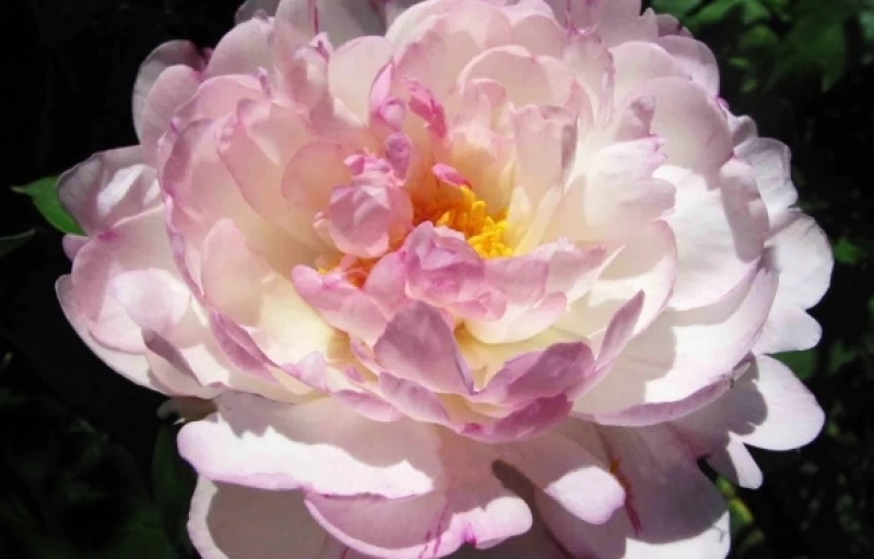 Petite Elegance на Пулков Сад