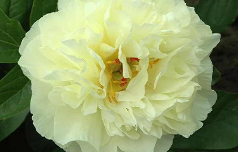 Sweet Lemonade на Пулков Сад