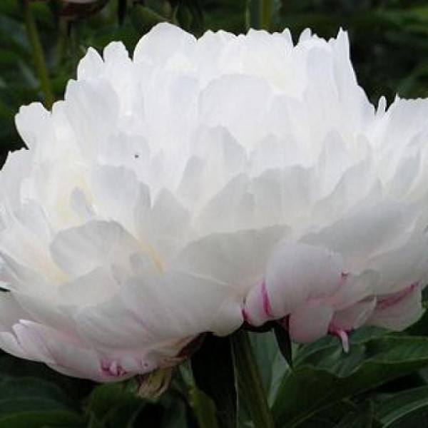 White Frost