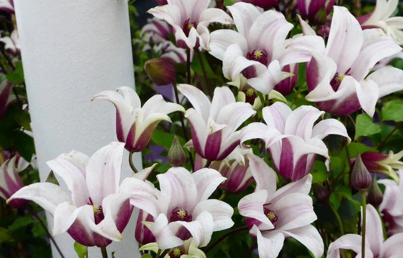 Princess Kate на Пулков Сад