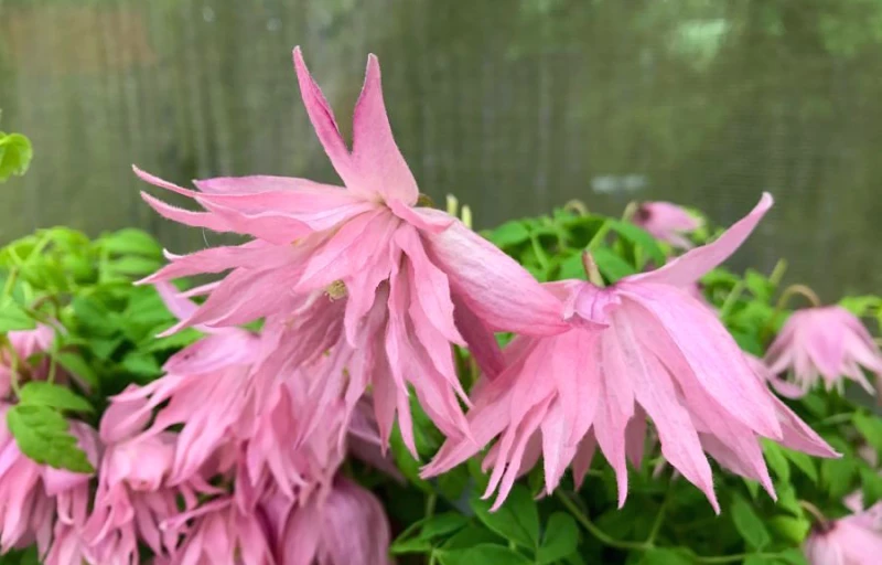 Country Rose на Пулков Сад