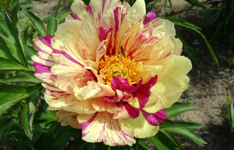 Lollipop на Пулков Сад