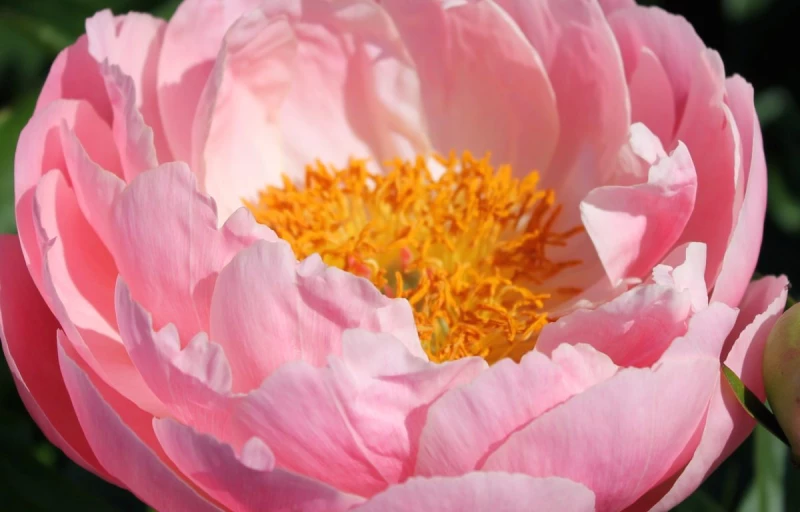 Coral Supreme на Пулков Сад