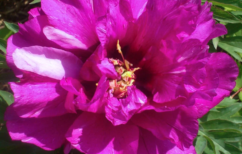 Morning Lilac на Пулков Сад