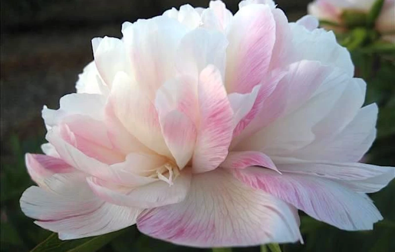 Alba Plena на Пулков Сад