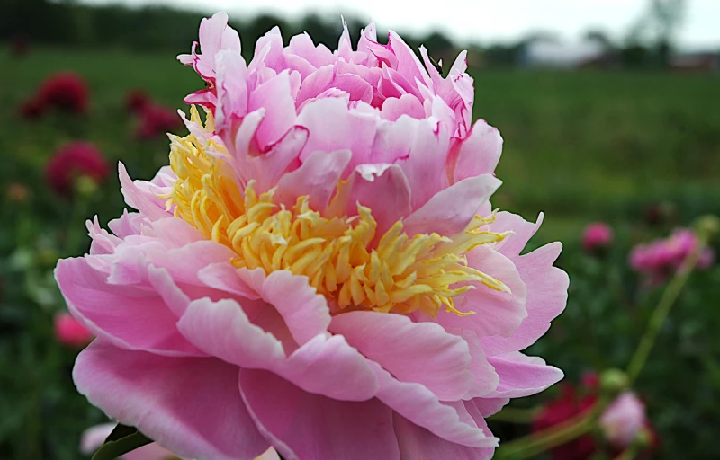 Lavon на Пулков Сад