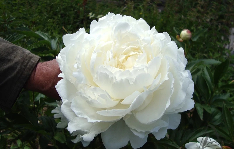 Ann Cousins на Пулков Сад